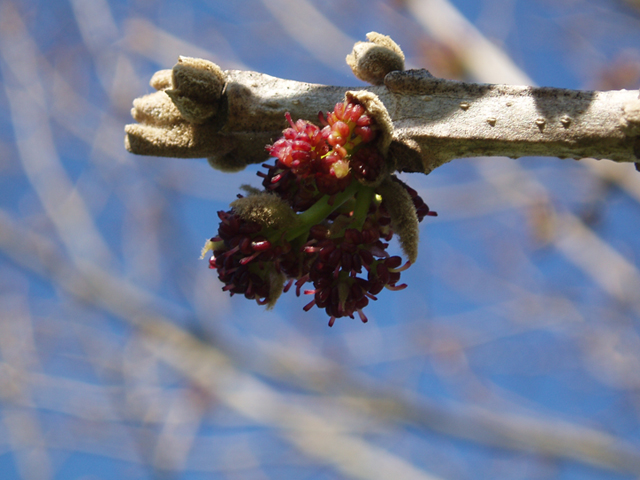 Fraxinus quadrangulata (Blue ash) #35662