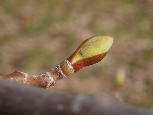 Liriodendron tulipifera (Tulip tree) #35673