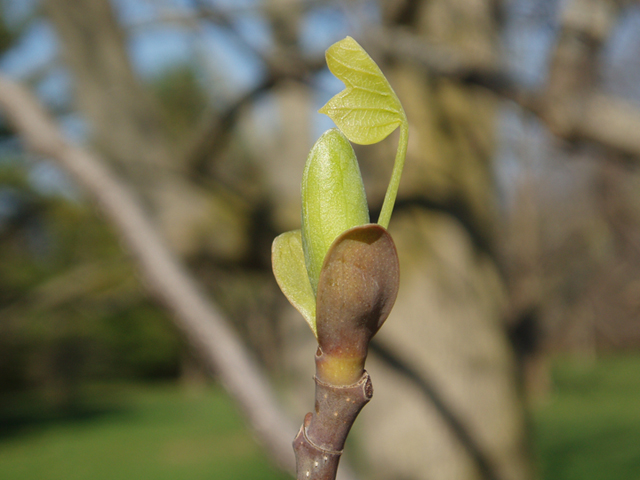 Liriodendron tulipifera (Tulip tree) #35676