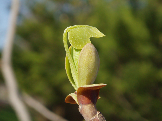 Liriodendron tulipifera (Tulip tree) #35677