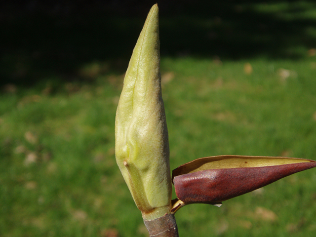 Magnolia tripetala (Umbrella tree) #35697