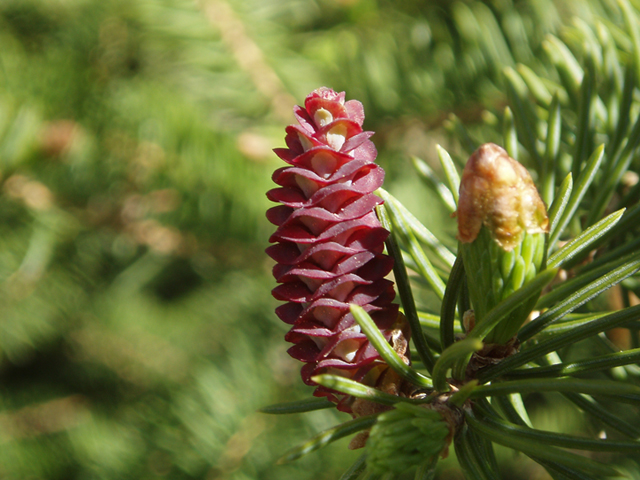 Picea glauca (White spruce) #35709