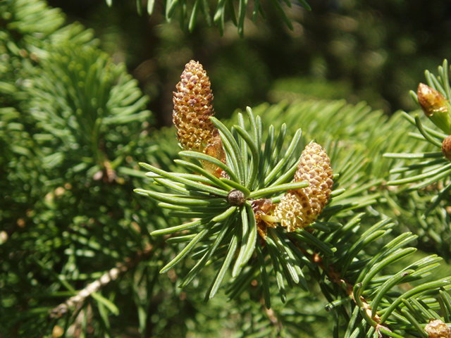 Picea glauca (White spruce) #35711