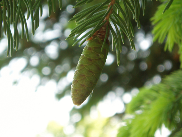 Picea glauca (White spruce) #35713