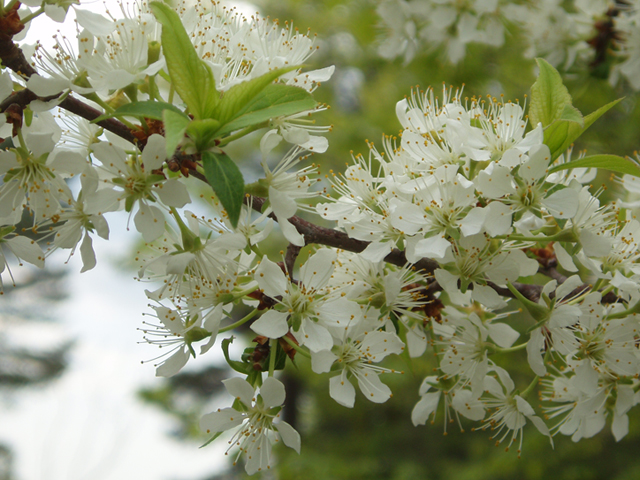 Prunus americana (American plum) #35722