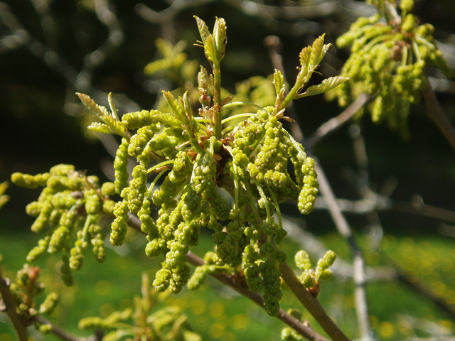 Quercus prinoides (Dwarf chinkapin oak) #35741