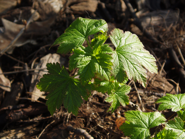 Ribes glandulosum (Skunk currant) #35742