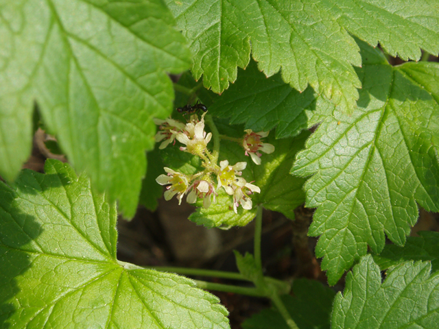 Ribes glandulosum (Skunk currant) #35744