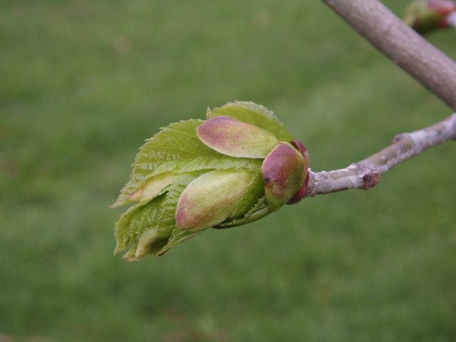 Tilia americana (American basswood) #35768