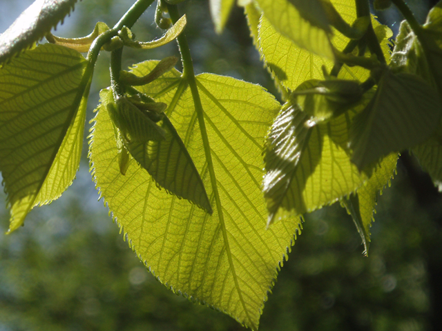 Tilia americana var. heterophylla (American basswood) #35779