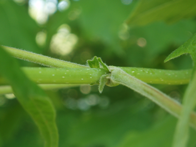 Acer nigrum (Black maple) #37225