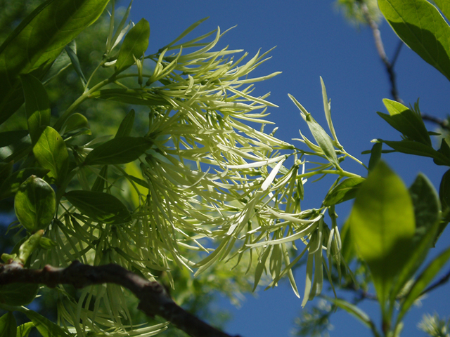 Chionanthus virginicus (White fringetree) #37242