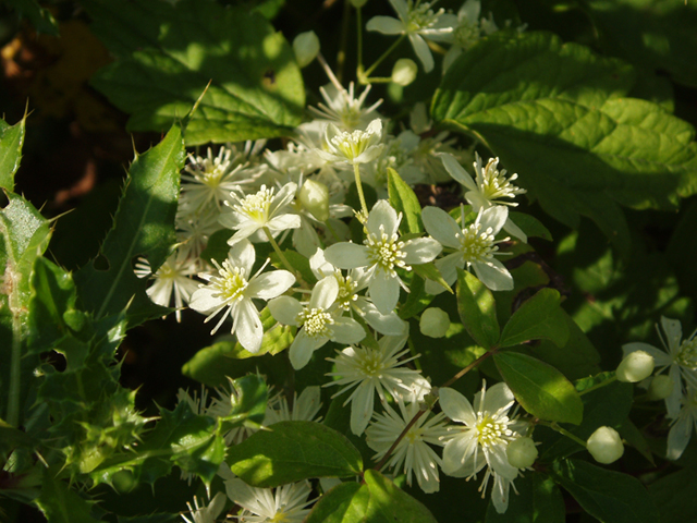 Clematis virginiana (Devil's darning needles) #37266