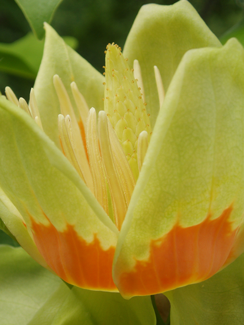 Liriodendron tulipifera (Tulip tree) #37303