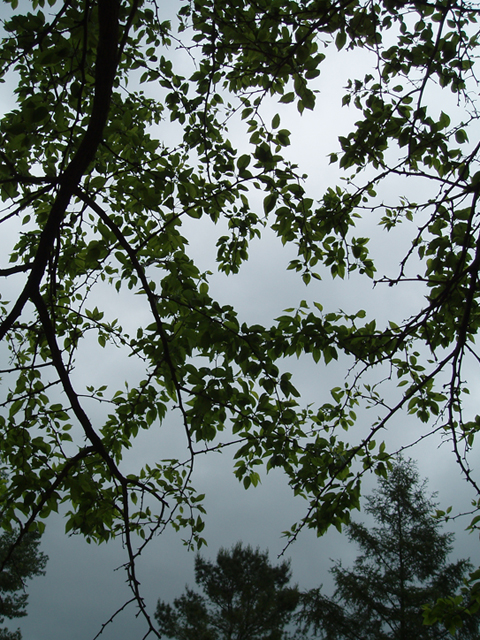 Maclura pomifera (Osage orange) #37307