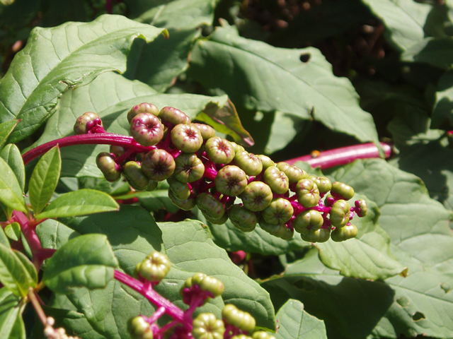 Phytolacca americana (American pokeweed) #37329