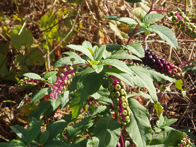 Phytolacca americana (American pokeweed) #37336