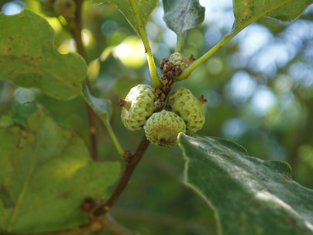 Quercus prinoides (Dwarf chinkapin oak) #37369