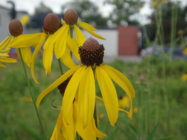 Ratibida pinnata (Grayhead coneflower) #37370