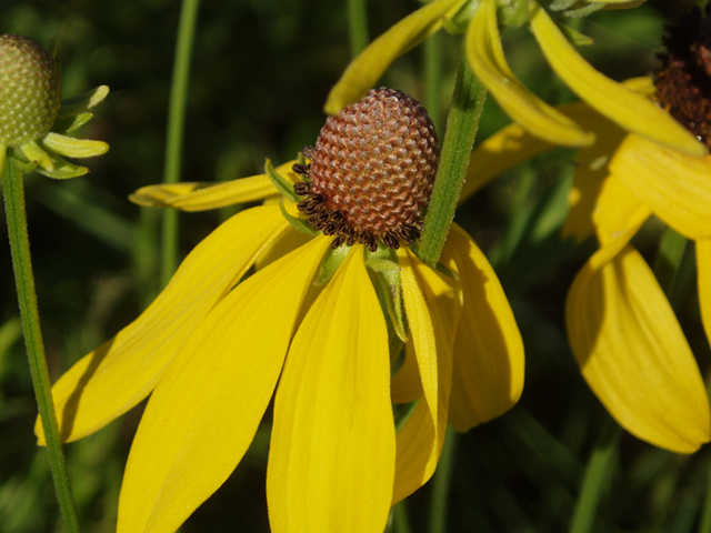 Ratibida pinnata (Grayhead coneflower) #37378