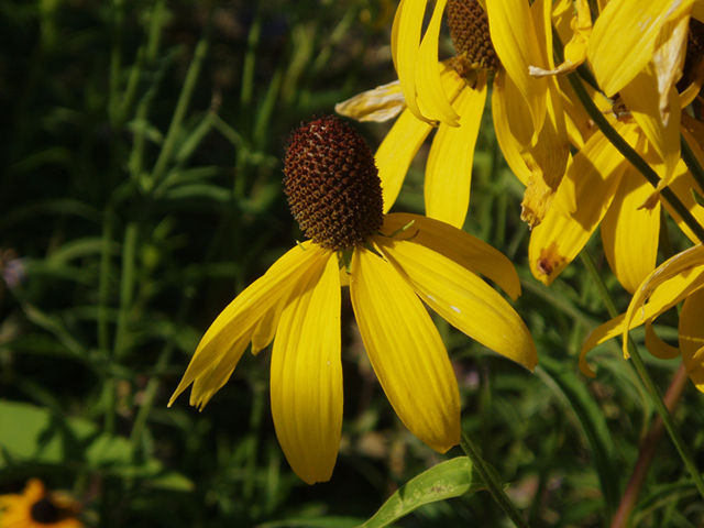 Ratibida pinnata (Grayhead coneflower) #37379