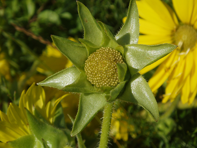 Silphium laciniatum (Compassplant) #37394