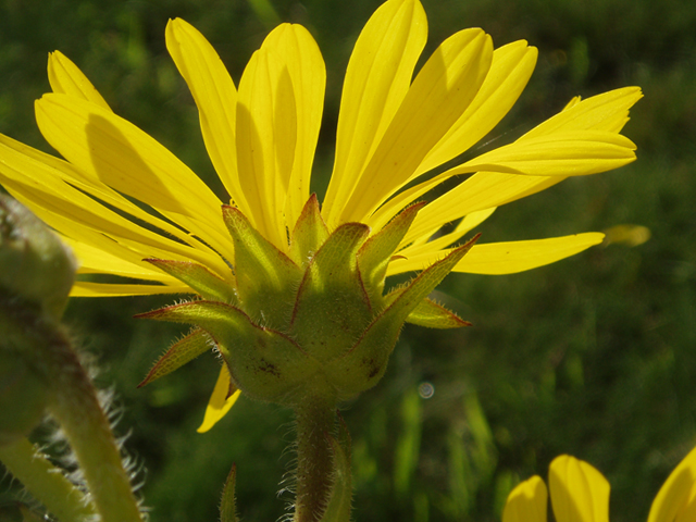 Silphium laciniatum (Compassplant) #37398