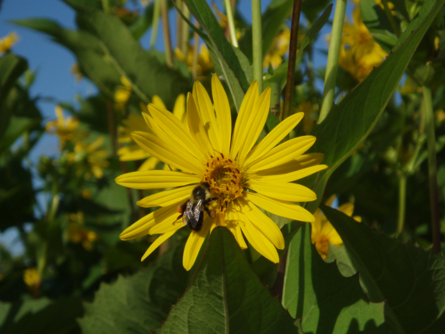 Silphium perfoliatum (Cup plant) #37404