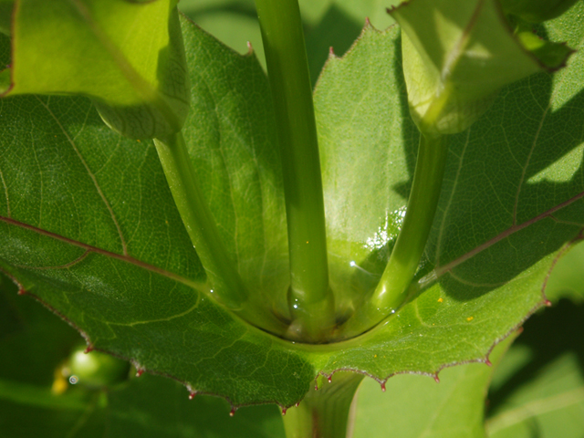 Silphium perfoliatum (Cup plant) #37411