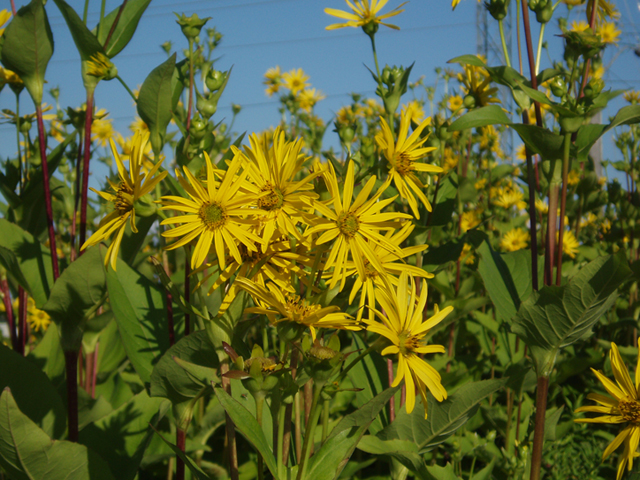 Silphium perfoliatum (Cup plant) #37418