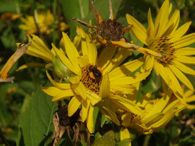 Silphium perfoliatum (Cup plant) #37419