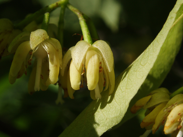 Tilia americana (American basswood) #37425