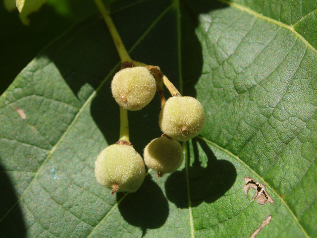 Tilia americana (American basswood) #37428