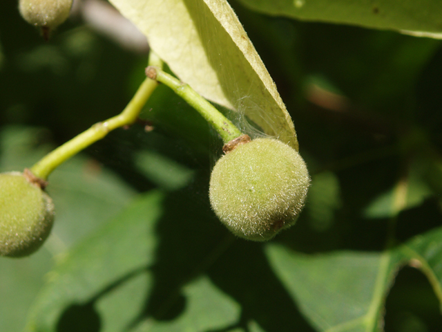 Tilia americana (American basswood) #37430