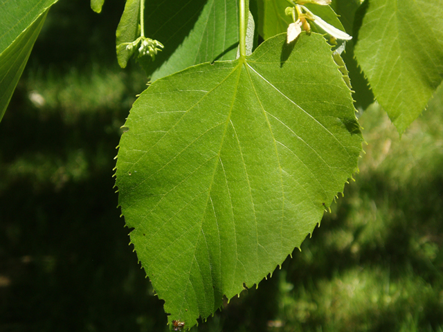 Tilia americana var. heterophylla (American basswood) #37433