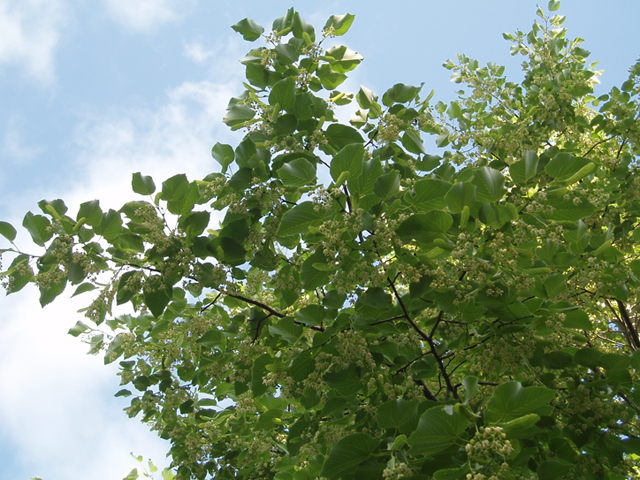 Tilia americana var. heterophylla (American basswood) #37438