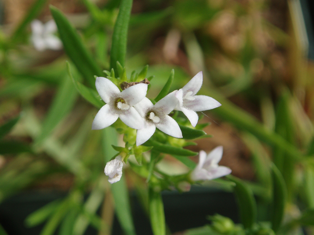 Houstonia longifolia (Longleaf summer bluet) #47383