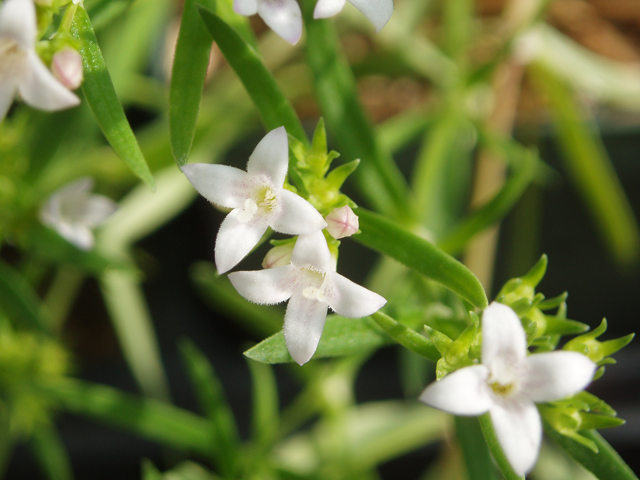 Houstonia longifolia (Longleaf summer bluet) #47384