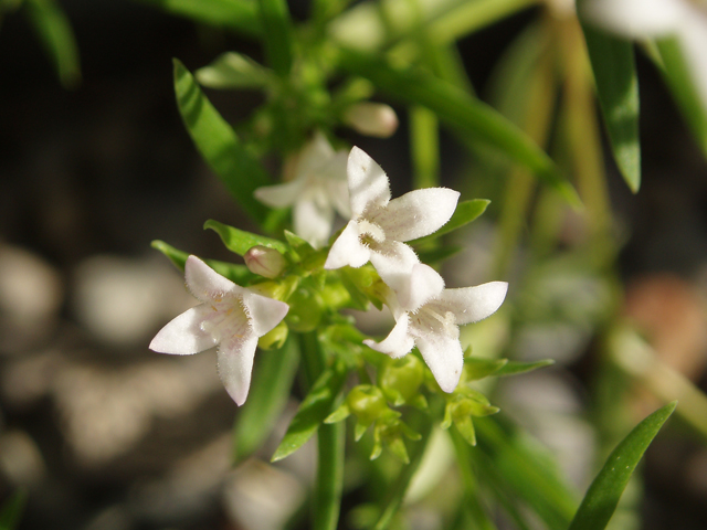 Houstonia longifolia (Longleaf summer bluet) #47385