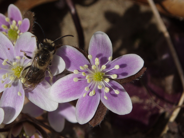 Hepatica nobilis var. obtusa (Roundlobe hepatica) #47389