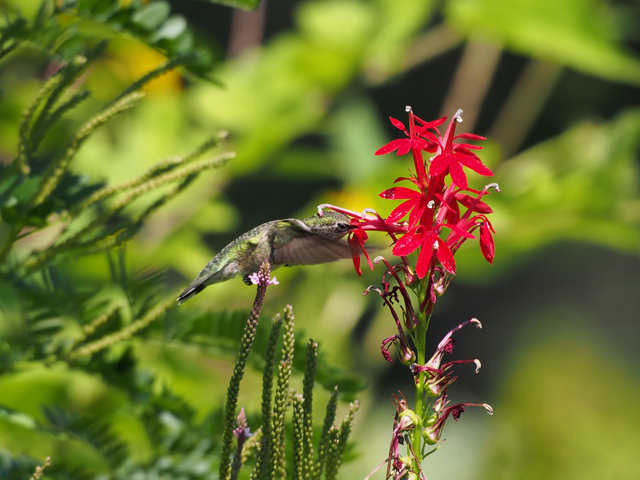 Lobelia cardinalis (Cardinal flower) #47412