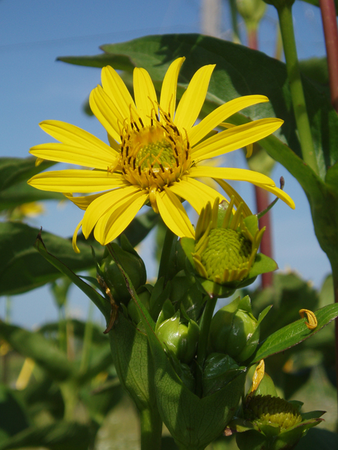 Silphium perfoliatum (Cup plant) #47421