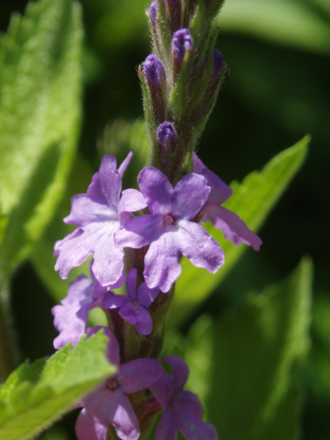 Verbena stricta (Hoary verbena) #47425