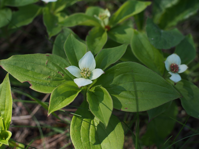 Cornus canadensis (Bunchberry dogwood) #58875