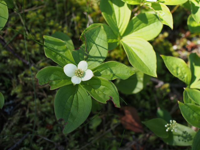 Cornus canadensis (Bunchberry dogwood) #58877