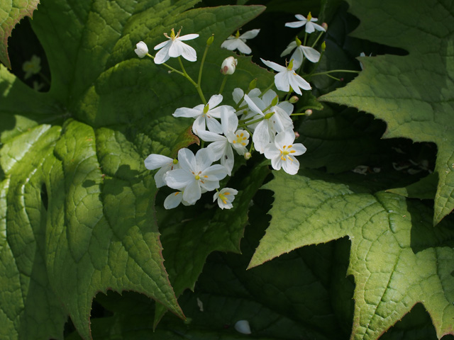 Diphylleia cymosa (American umbrellaleaf) #58890