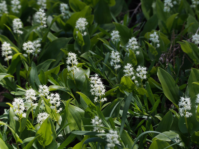 Maianthemum canadense (Canada mayflower) #58914