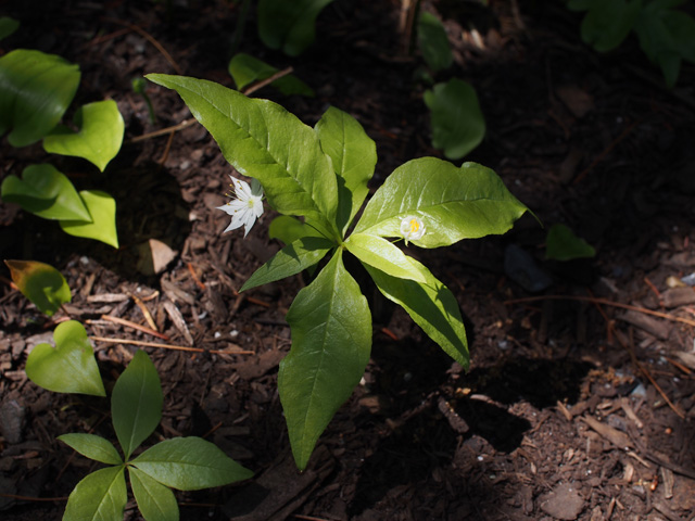 Trientalis borealis (Starflower) #58953