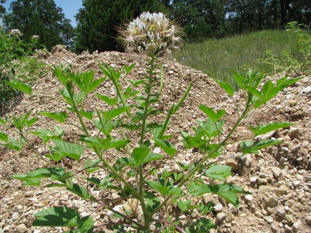 Polanisia dodecandra ssp. trachysperma (Sandyseed clammyweed) #28192