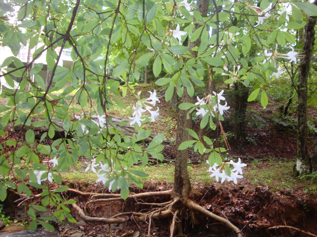 Rhododendron arborescens (Smooth azalea) #28612